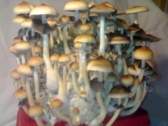 Psilocybe Cubensis Golden Teacher (GT)