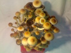 Psilocybe Cubensis Golden Teacher (GT)