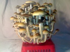 Psilocybe Cubensis Golden Teacher (GT)
