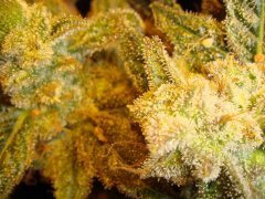 AfghaniStar auto. Трихомки)
