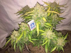 аBlueberry_652.JPG
