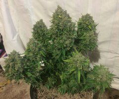 aBlueberry 693.JPG