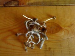 Psilocybe Cubensis Golden Teacher (GT)