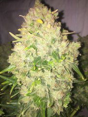 aBlueberry 697.JPG