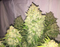 aBlueberry 703.JPG