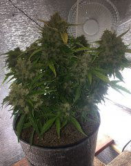 aBlueberry_34.JPG