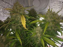 Blueberry_auto_4.JPG