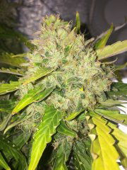 Blueberry_auto_1.JPG