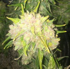 aBlueberry 752.JPG