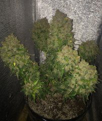 aBlueberry 810.JPG