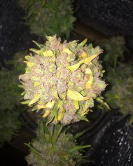aBlueberry 860.JPG