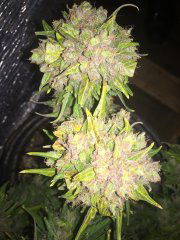 aBlueberry 867.JPG
