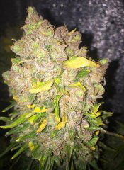 aBlueberry 882.JPG