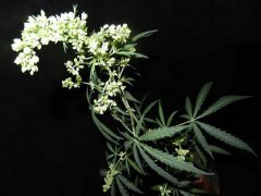 Highland Thai - landrace