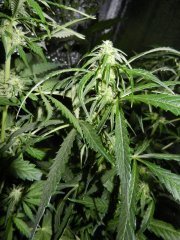 HighlandThai-landrace.jpg