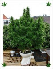 Don't panic - it's Organic!
