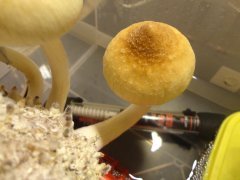 Psilocybe Cubensis Golden Teacher (GT)