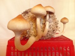 Psilocybe Cubensis Golden Teacher (GT)