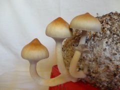Psilocybe Cubensis Golden Teacher (GT)