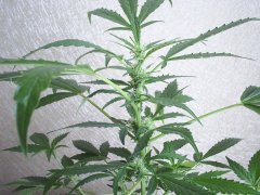 Amnesia auto