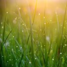 GreenGrass