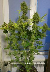 Blueberry fem BSB