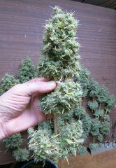 Blyueberry fem