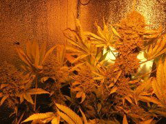 Medical Mass CBD fem