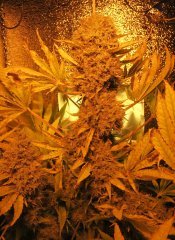 цк Medical Mass CBD