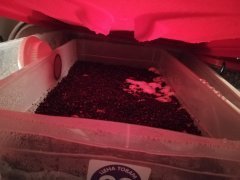 IMG_20180320_054949.jpg