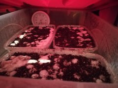 IMG_20180320_055042.jpg