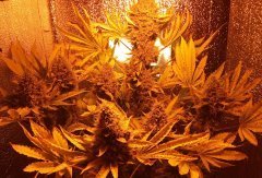 Medical Mass CBD
