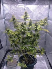 Super Lemon Haze 15 недель