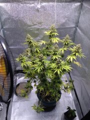 Super Lemon Haze 15 недель