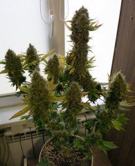Medical Mass CBD fem.