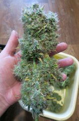 Medical Mass CBD fem.