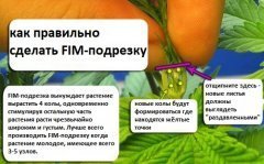 FIM.jpg