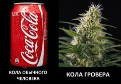 koла.jpg