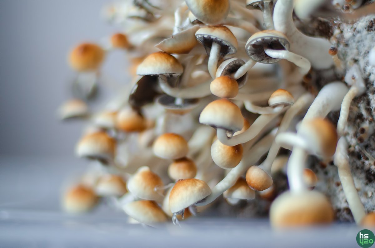 Shroom