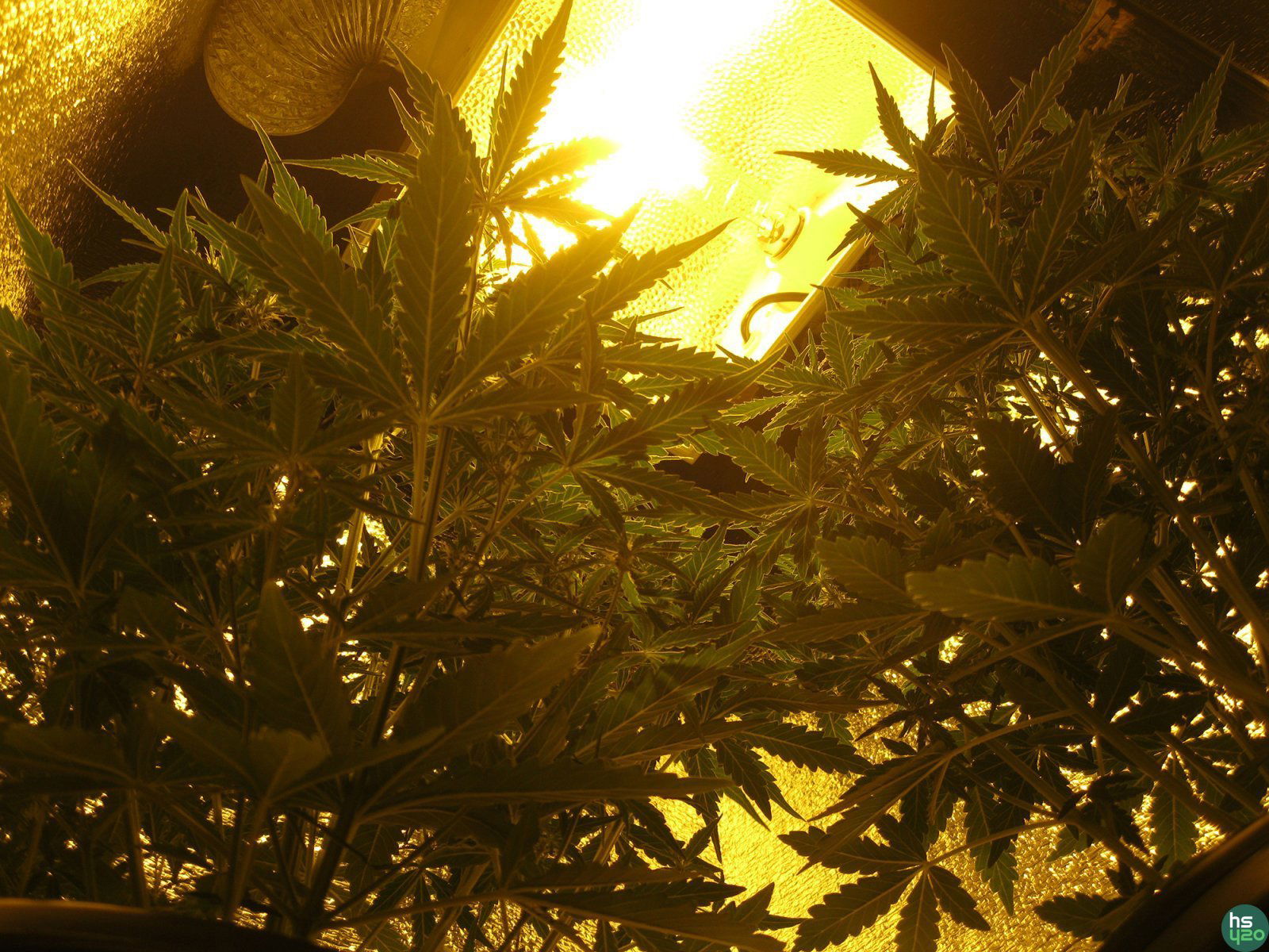 Siberian Haze Auto (Kalashnikov Seeds)