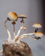 5af865a58e255.jpg
