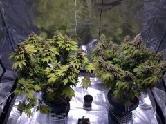 Blueberry, Durban Poison 16 недель