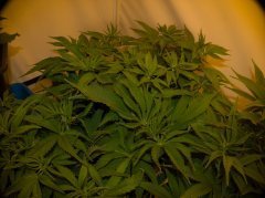 Cannalope Haze/DNA Genetics Seeds