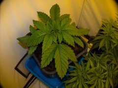 Satori/ Mandala Seeds