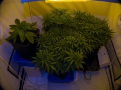 Pineapple Chunk/Bulk Seeds