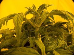 Satori/ Mandala Seeds
