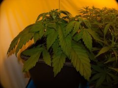 Satori/ Mandala Seeds