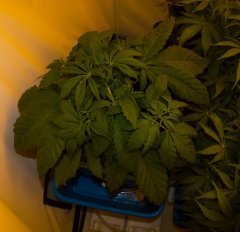 Satori/ Mandala Seeds