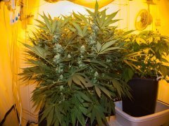 Sweet 'n Sour Outdoor/ Spliff Seeds,