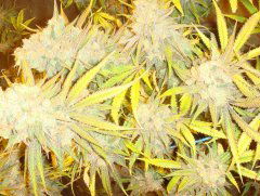 Cookies Kush fem